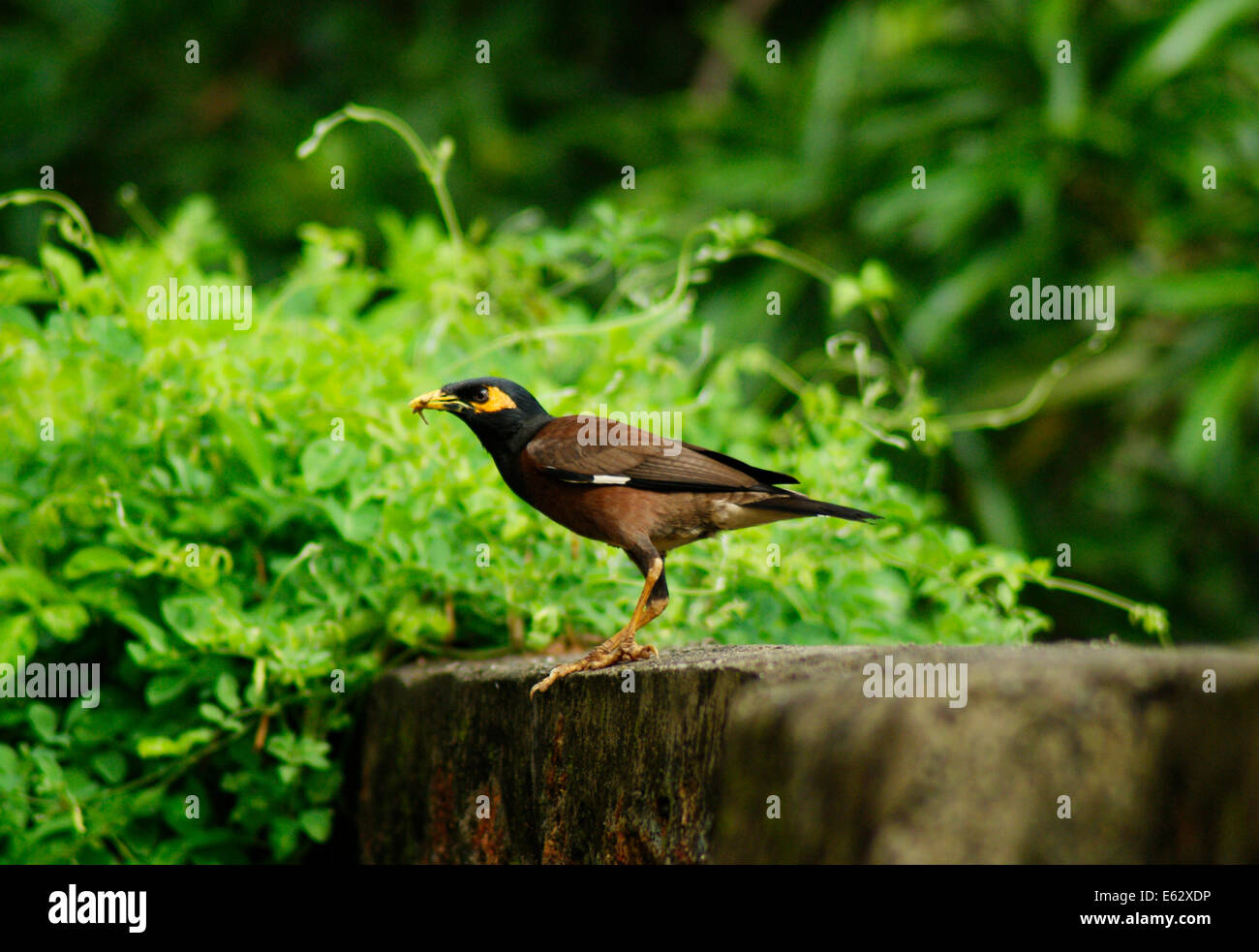 Myna commun indien d'oiseaux mynah assis sur mur composé Banque D'Images