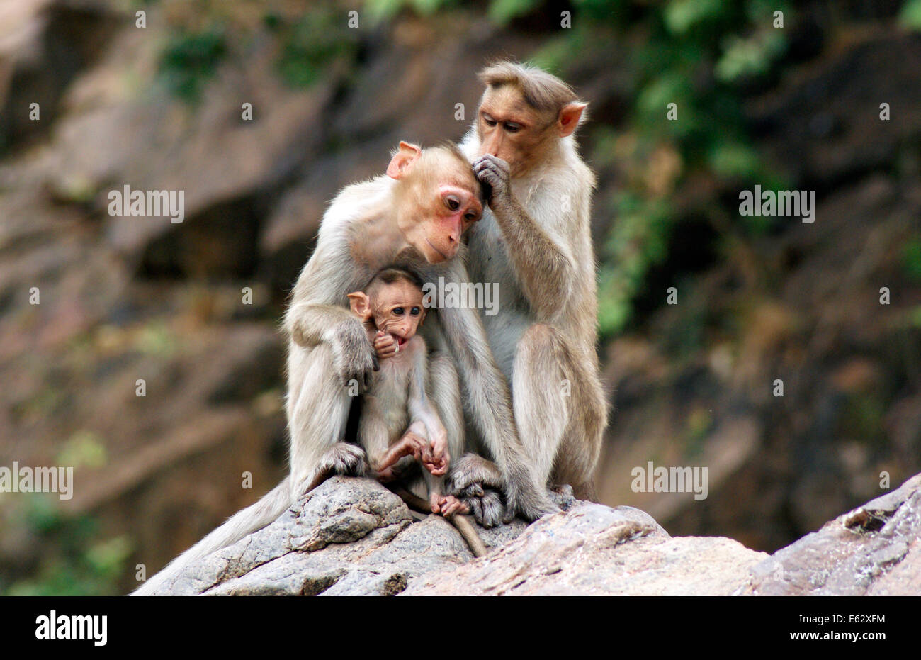 Famille avec des singes macaques bébé singe de l'Inde à l'espace forestier de Western Ghats India wildlife Banque D'Images Famille avec des singes macaques bébé singe de l'Inde à l'espace forestier de Western Ghats India wildlife Banque D'Images