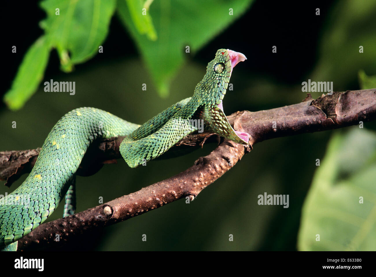 Substitution à l'échelle APPROXIMATIVE OU VIPER BUSH VIPER FEUILLES Atheris squamiger AFRIQUE CENTRALE OCCIDENTALE Banque D'Images