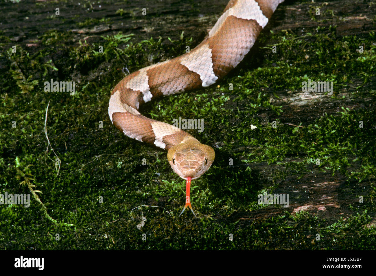 TRANS-PECOS COPPERHEAD Agkistrodon contortrix pictigaster DÉMÉNAGEMENT VERS LOOKING AT CAMERA DAVIS MOUNTAINS TEXAS USA Banque D'Images TRANS-PECOS COPPERHEAD Agkistrodon contortrix pictigaster DÉMÉNAGEMENT VERS LOOKING AT CAMERA DAVIS MOUNTAINS TEXAS USA Banque D'Images