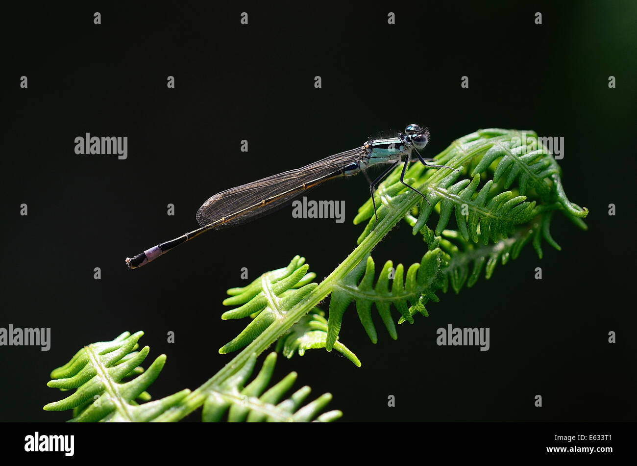 Une demoiselle à queue bleue UK Banque D'Images