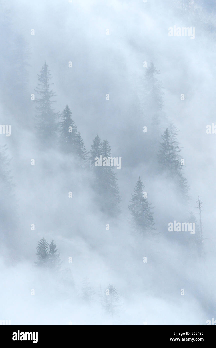 Forêt de pins à mountainslope avec des nuages couvrant. Banque D'Images