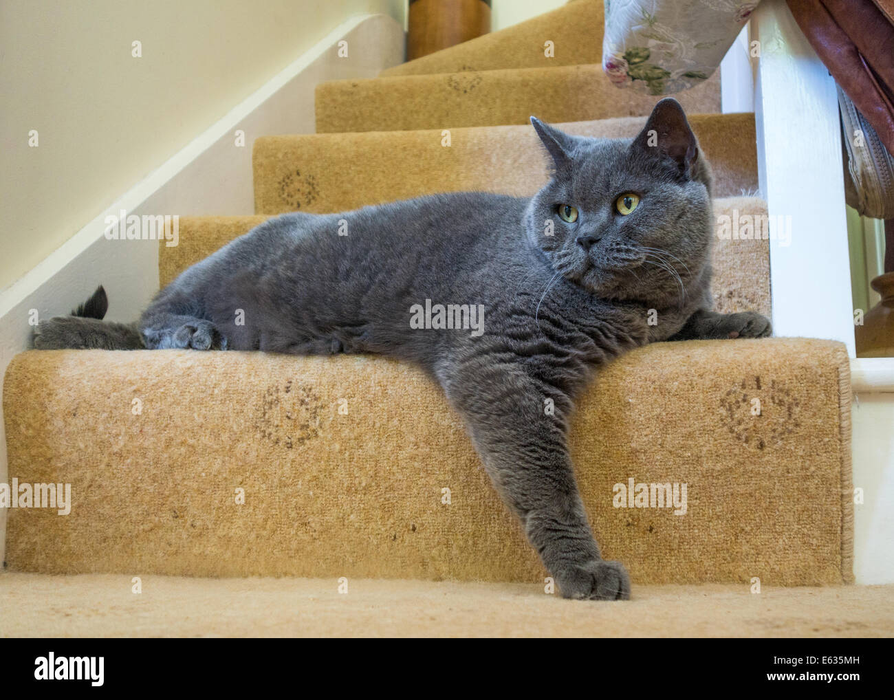 Devon, Angleterre. Août 2014. Un mâle adulte British Blue Cat salons dès le bas de l'escalier. Banque D'Images