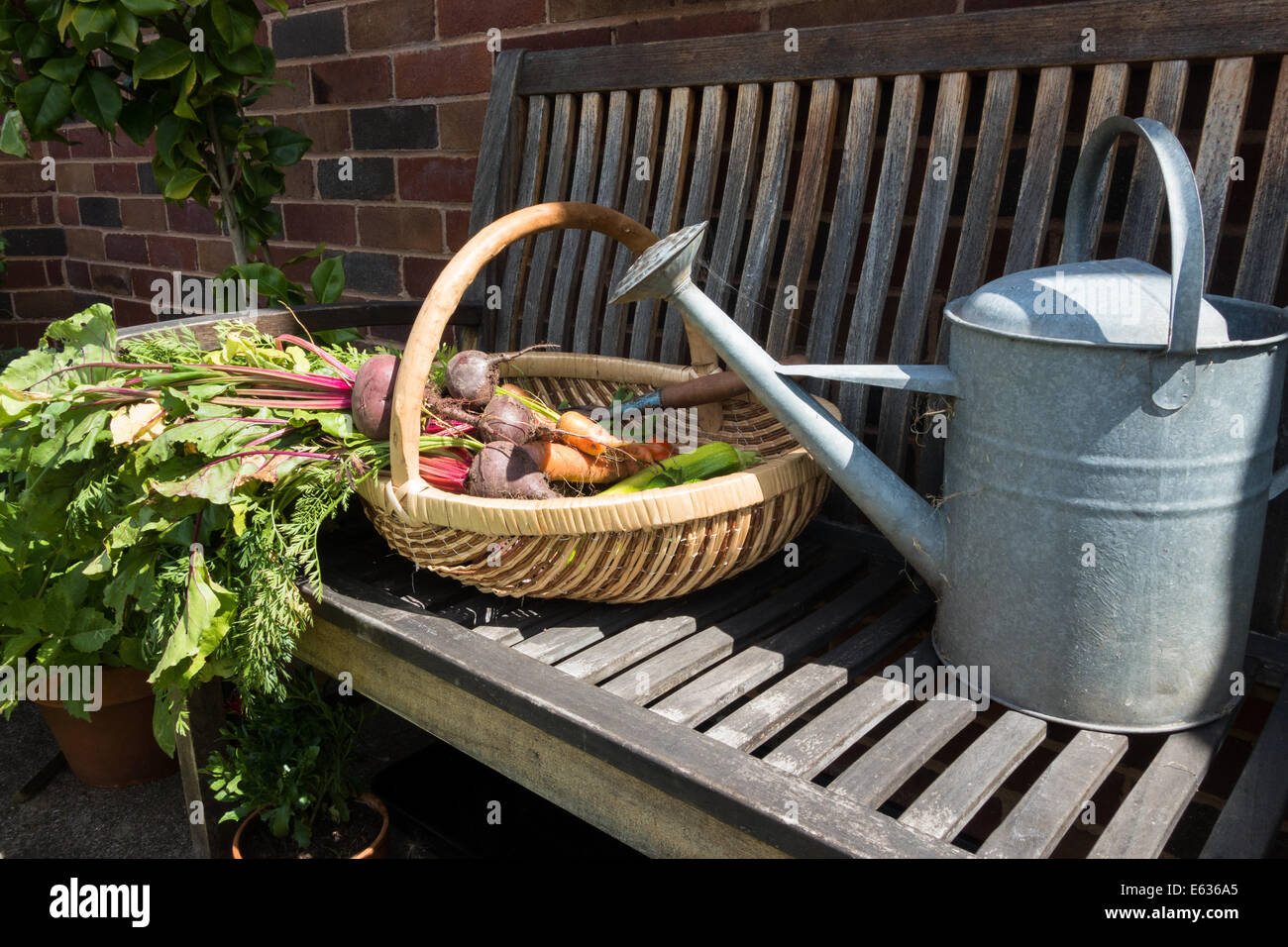 Le 9 août 2014. Un trug plein de fruits et légumes fraîchement cueillis et petit jardin creuser fourche, sur un fauteuil de jardin. Banque D'Images