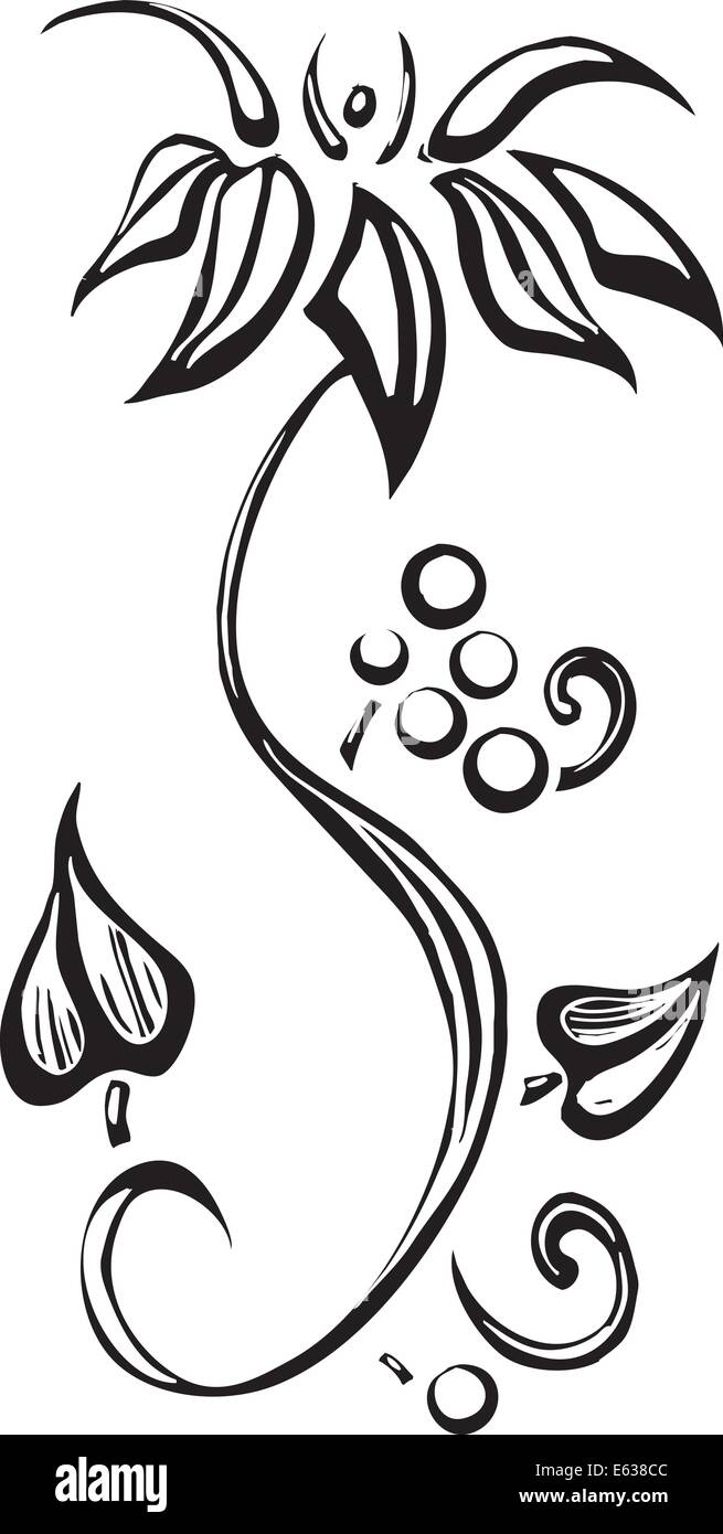 Gravure sur bois Simple image floral avec vigne et fleur blanche Illustration de Vecteur