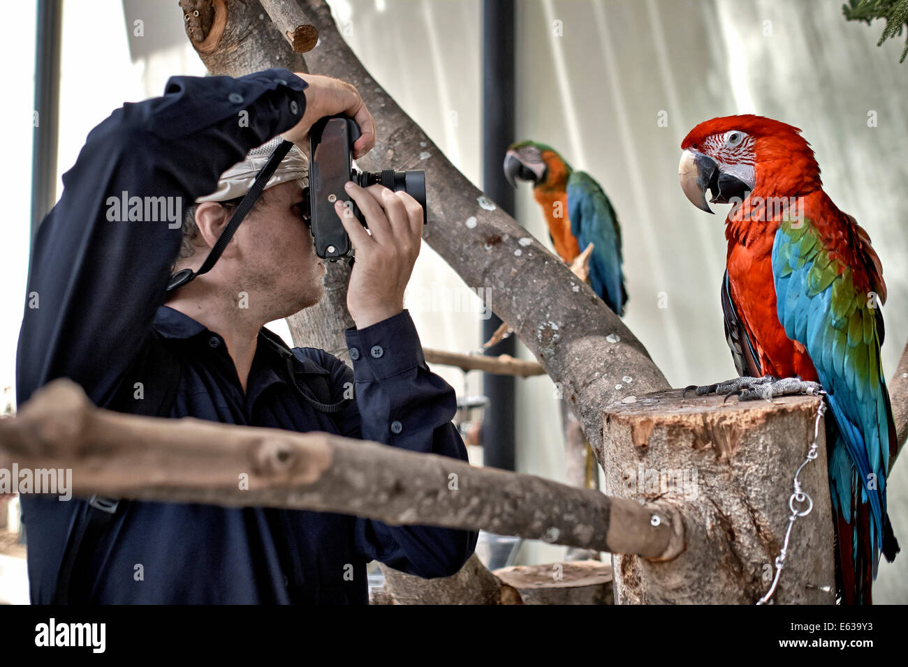 Photographe de la faune prendre une photo en gros plan d'un oiseau rouge et vert de Macaw. Ara Chloropterus. Banque D'Images