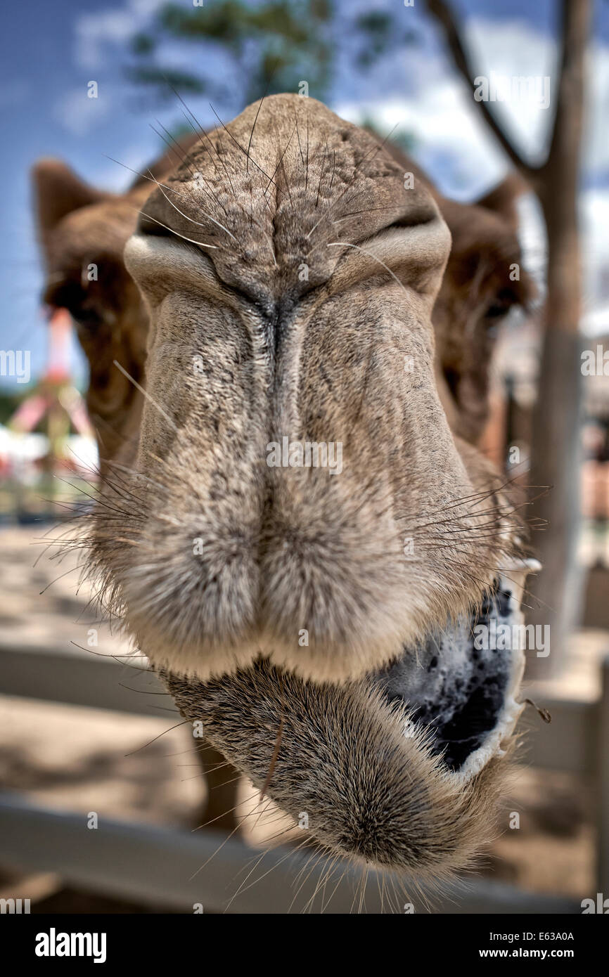 Funny face animal gros plan extrême de chameau. Banque D'Images