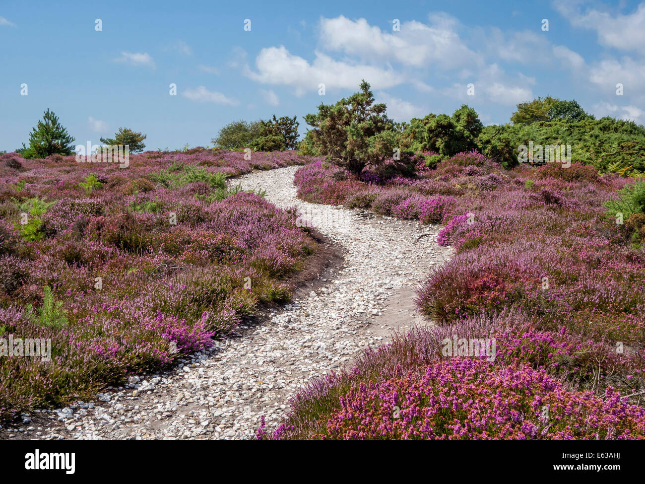 Par Heather au sentier Arne RSPB Réserve Naturelle, Dorset, England, UK Banque D'Images