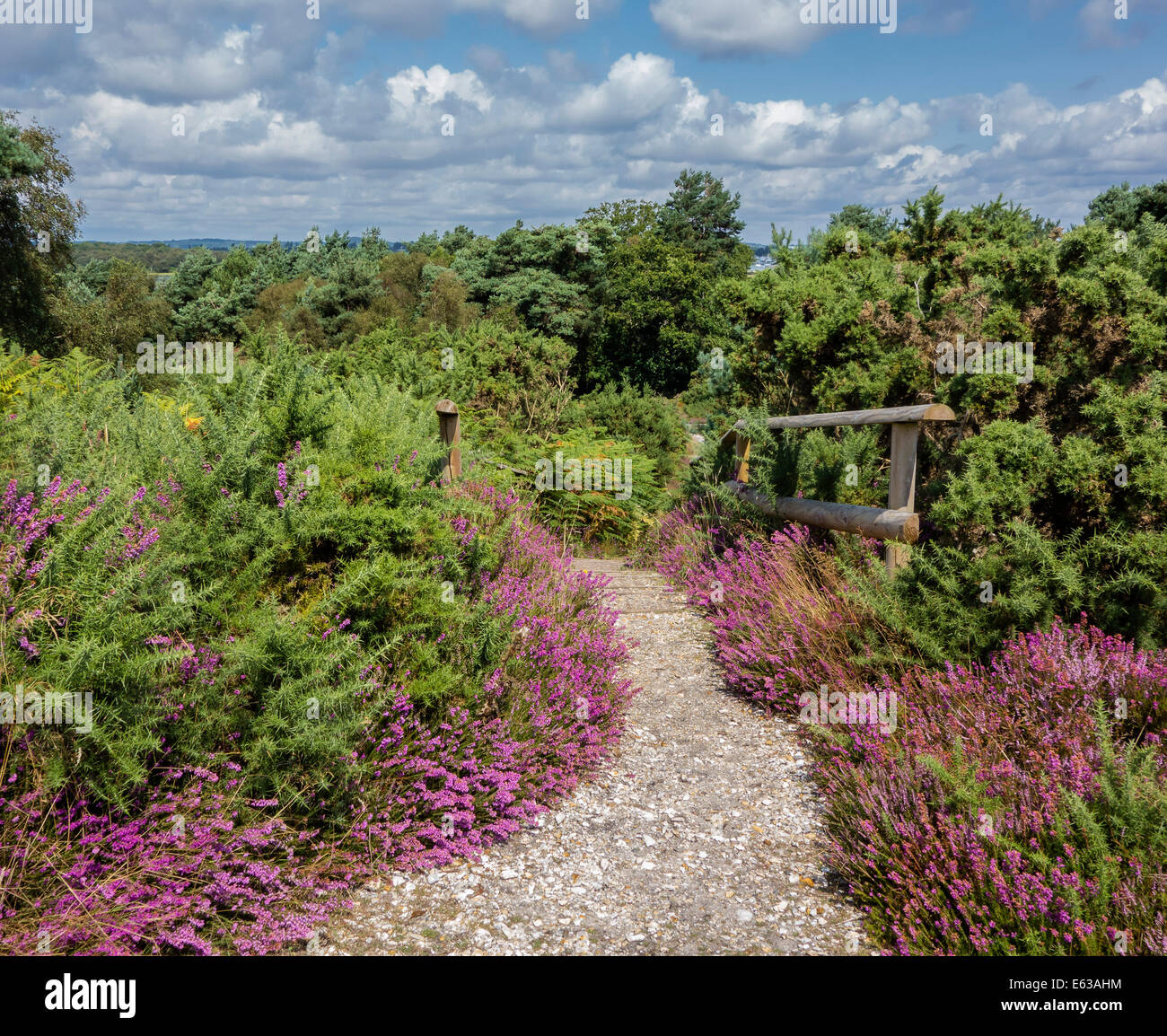 Par Heather au sentier Arne RSPB Réserve Naturelle, Dorset, England, UK Banque D'Images