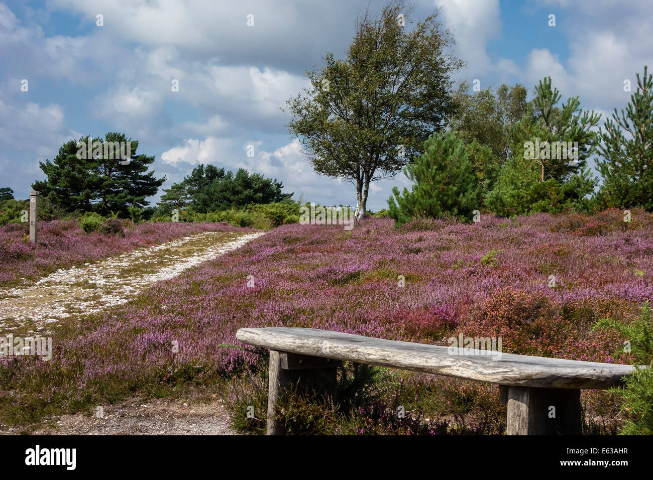Par Heather au sentier Arne RSPB Réserve Naturelle, Dorset, England, UK Banque D'Images