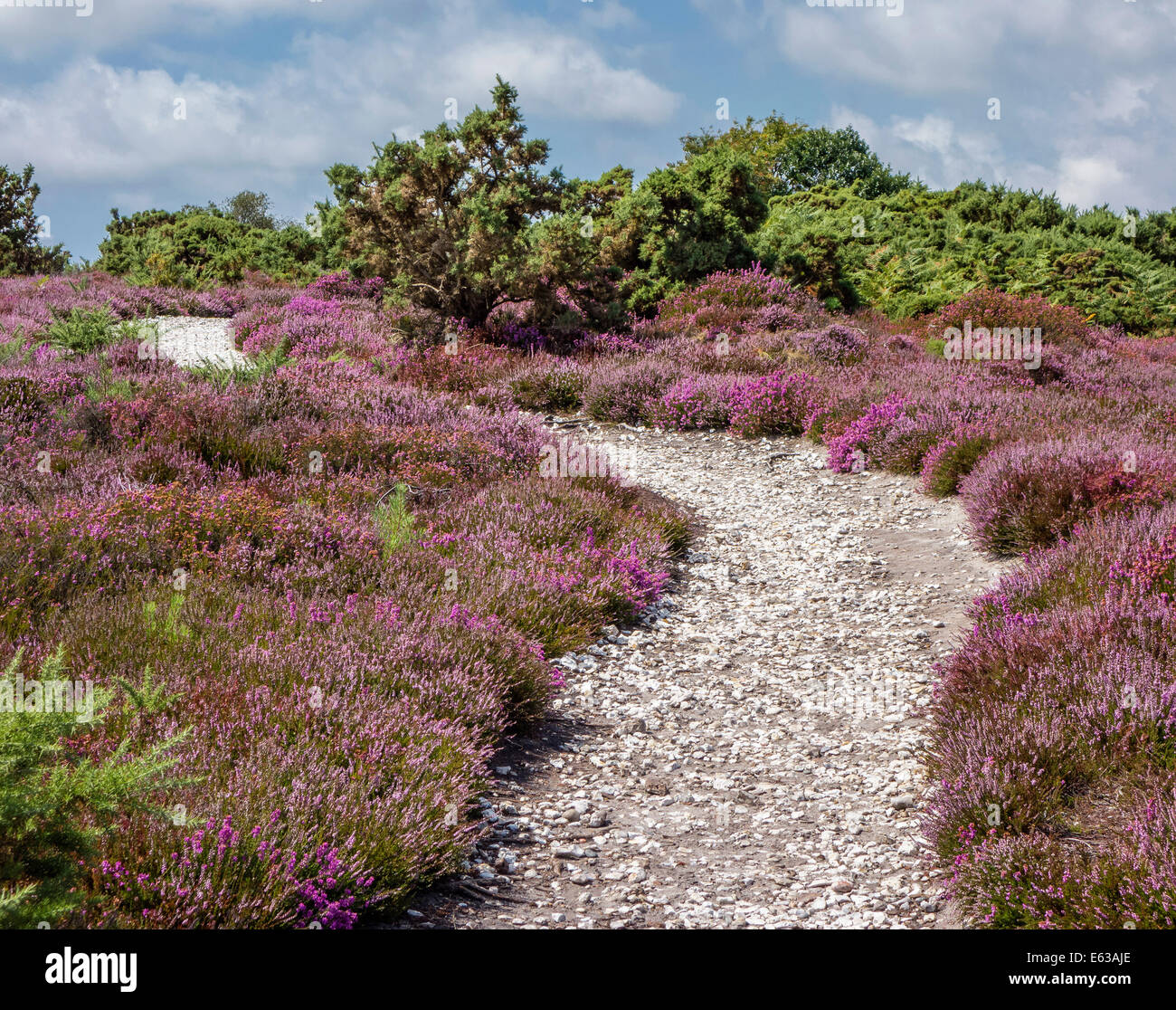Par Heather au sentier Arne RSPB Réserve Naturelle, Dorset, England, UK Banque D'Images