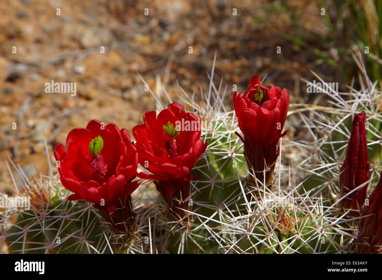 Claret Cup (fleurs de cactus Echinocereus triglochidiatus), Arches National Park, près de Moab, Utah, USA Banque D'Images
