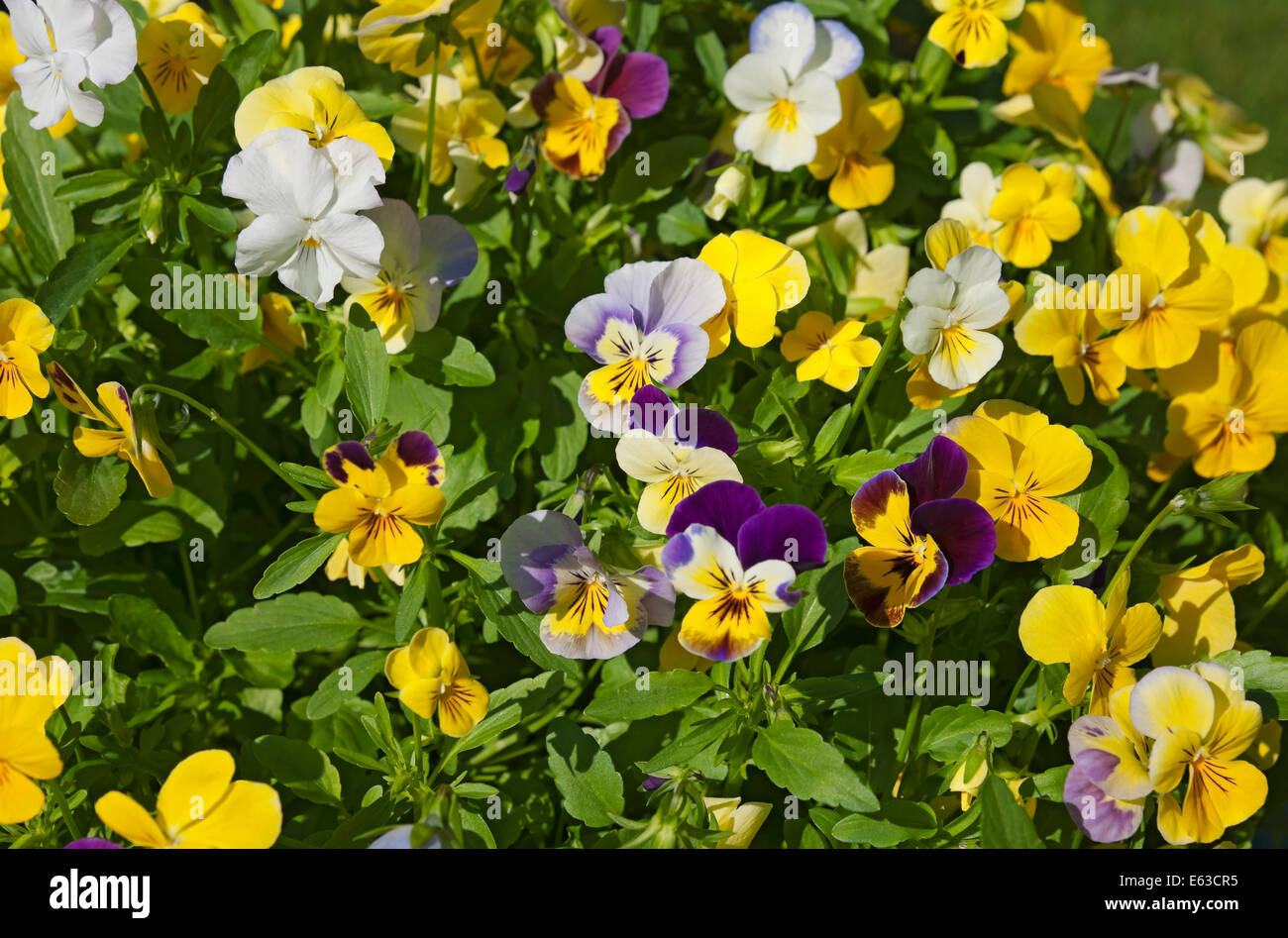 Gros plan de viola pansies fleurs violas fleur floraison en été Angleterre Royaume-Uni Grande-Bretagne Banque D'Images