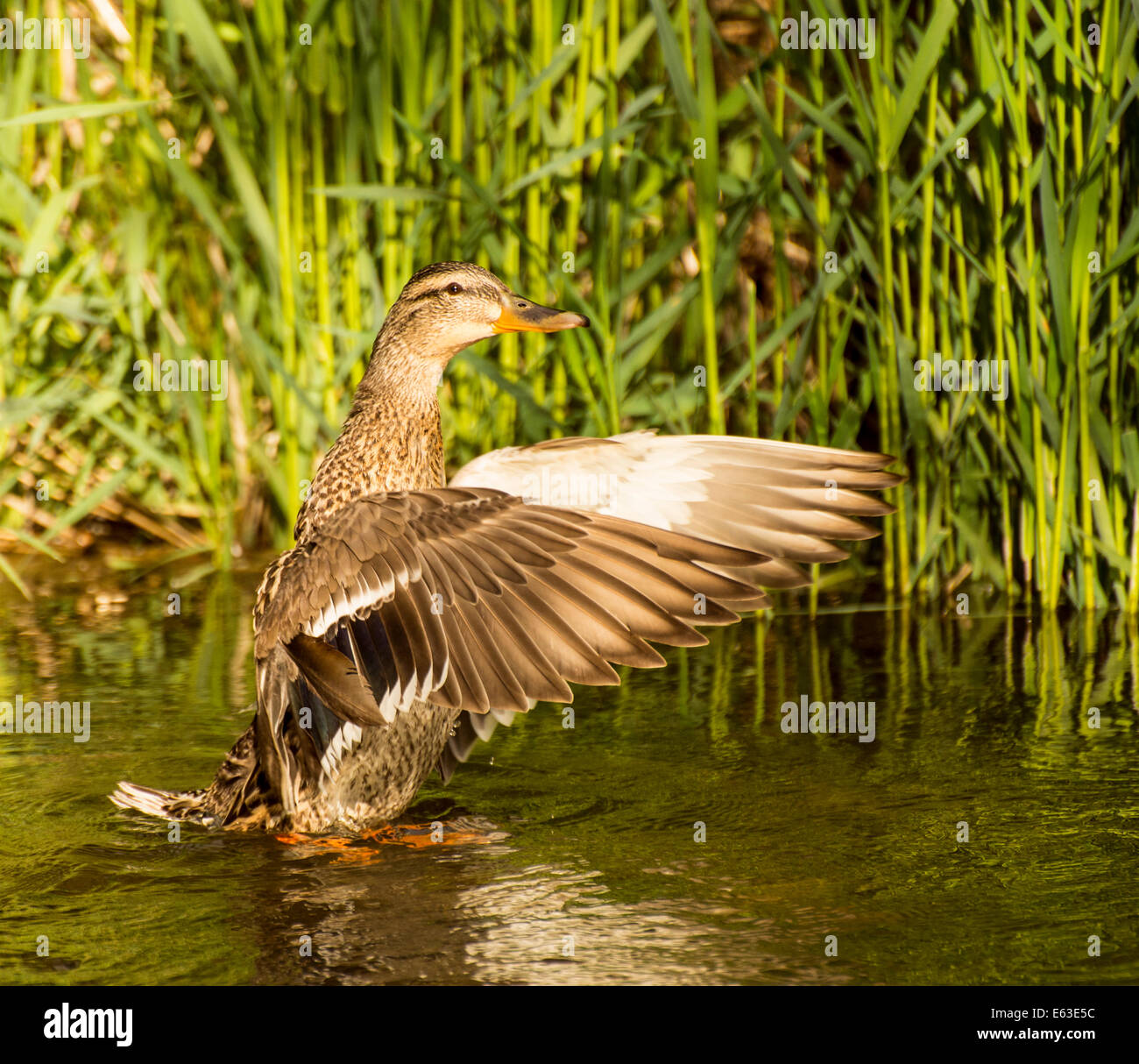 La faune, les oiseaux d'eau, Close-up of female Mallard duck battre ses ailes en Arkansas River. Boise, Idaho, USA Banque D'Images
