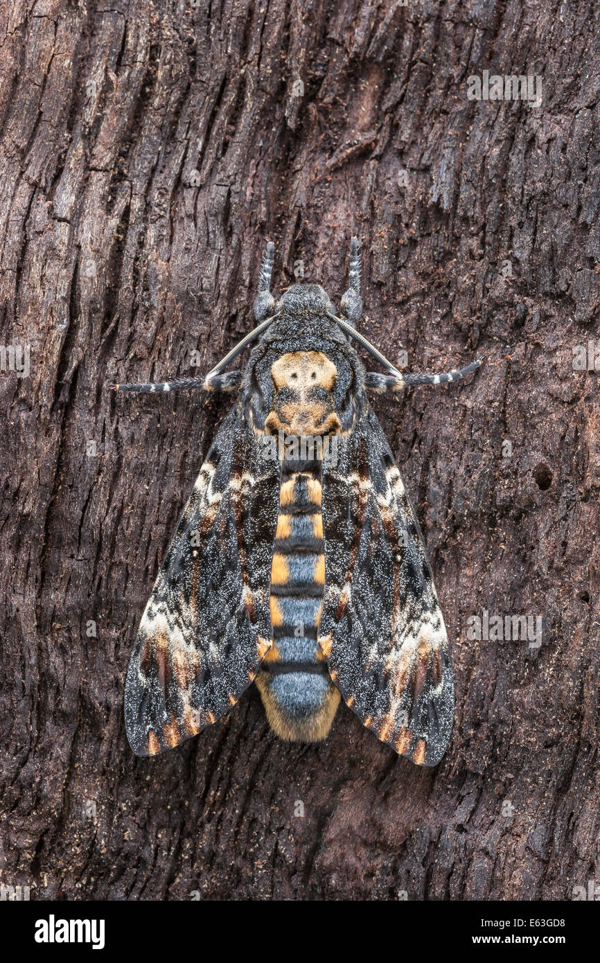 La tête de mort (Acherontia atropos) Sphynx aka Tête de mort Sphinx Moth perché sur arbre