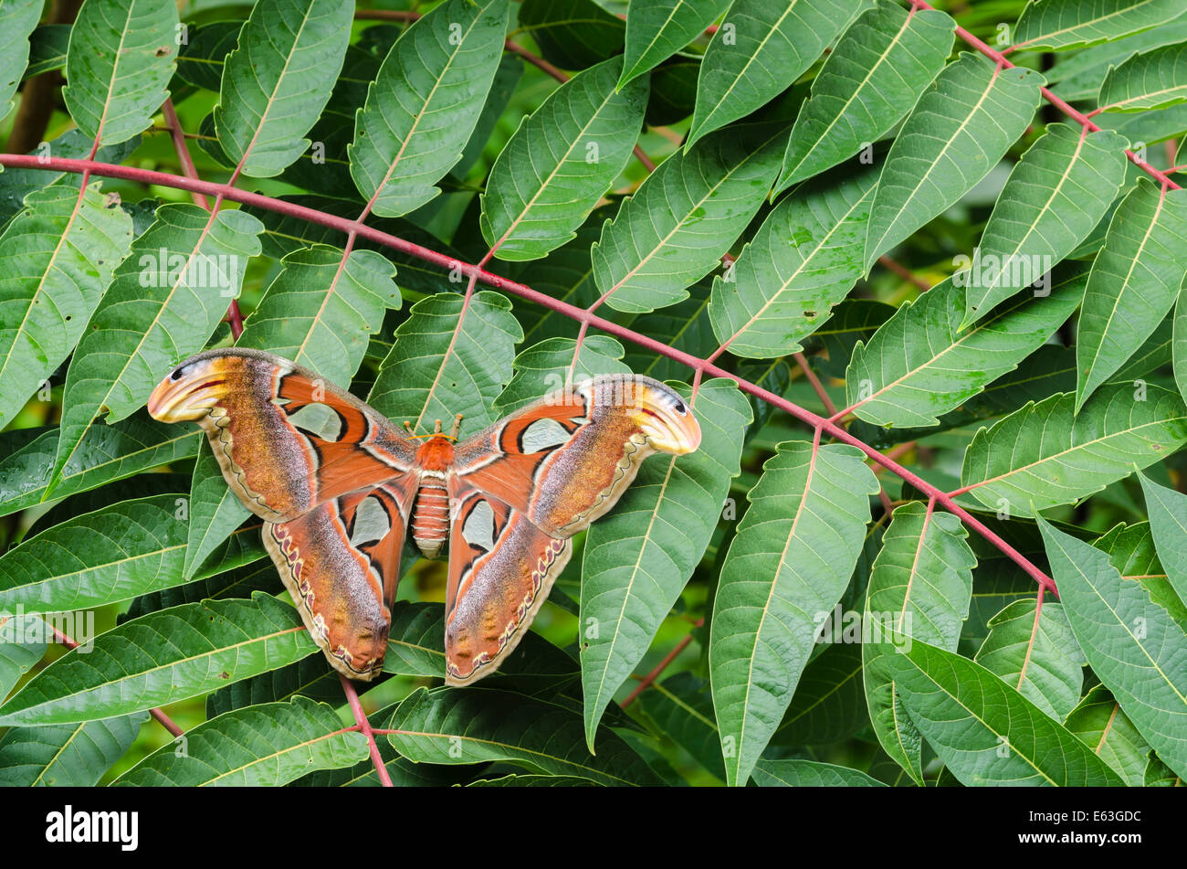 Atlas moth (Attacus atlas) femme reposant sur arbre de ciel (Ailanthus altissima). Banque D'Images