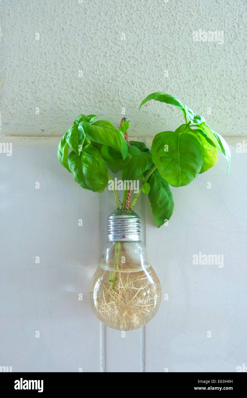 Le basilic herbes poussant dans une ampoule électrique qui a été recyclé  Photo Stock - Alamy