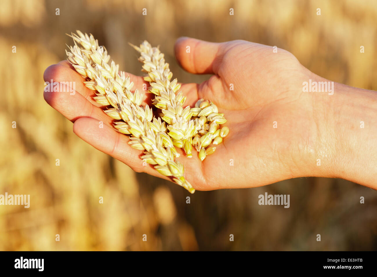 Épi de blé et de grains dans une main pour hommes Banque D'Images