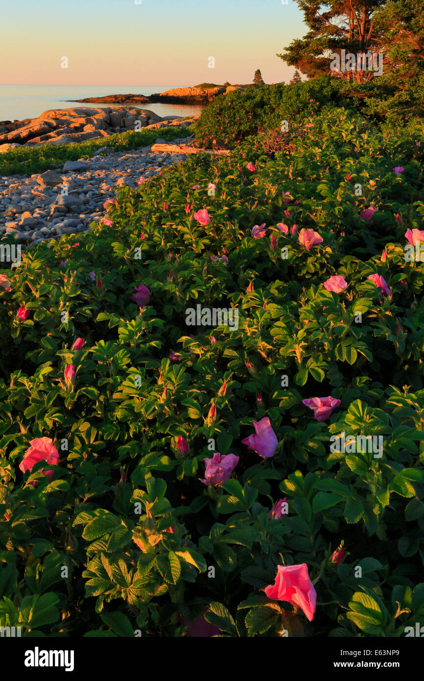 Roses sauvages, Blueberry Hill, la péninsule de Schoodic, Acadia National Park, Maine, USA Banque D'Images