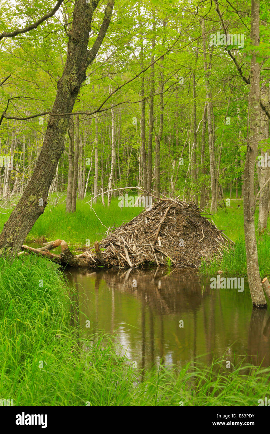 Beaver Lodge, jardins sauvages de l'Acadie, l'Acadia National Park, Maine, USA Banque D'Images