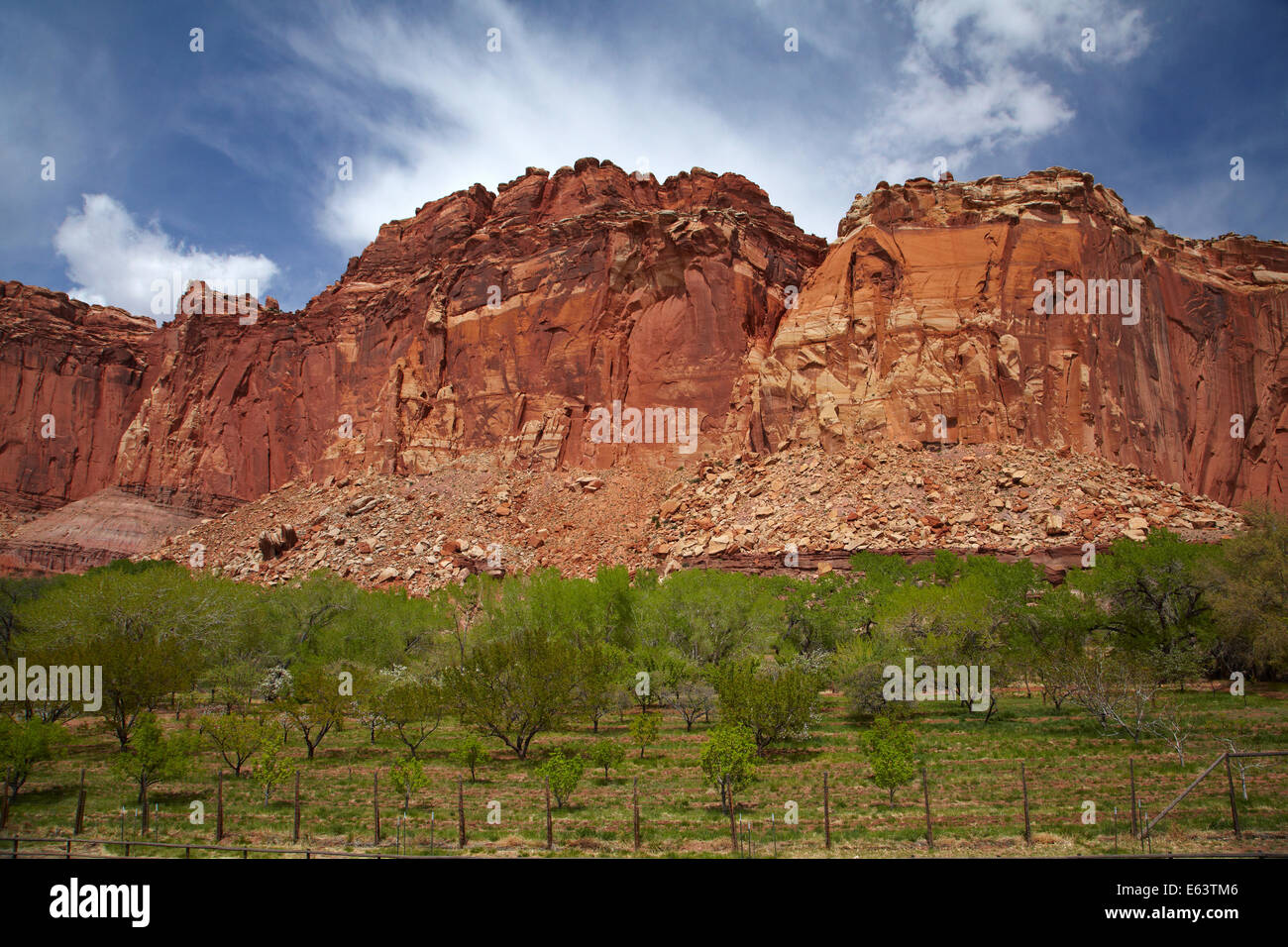 Vergers historiques et falaises de grès du Fruita, Capitol Reef National Park, Utah, USA Banque D'Images