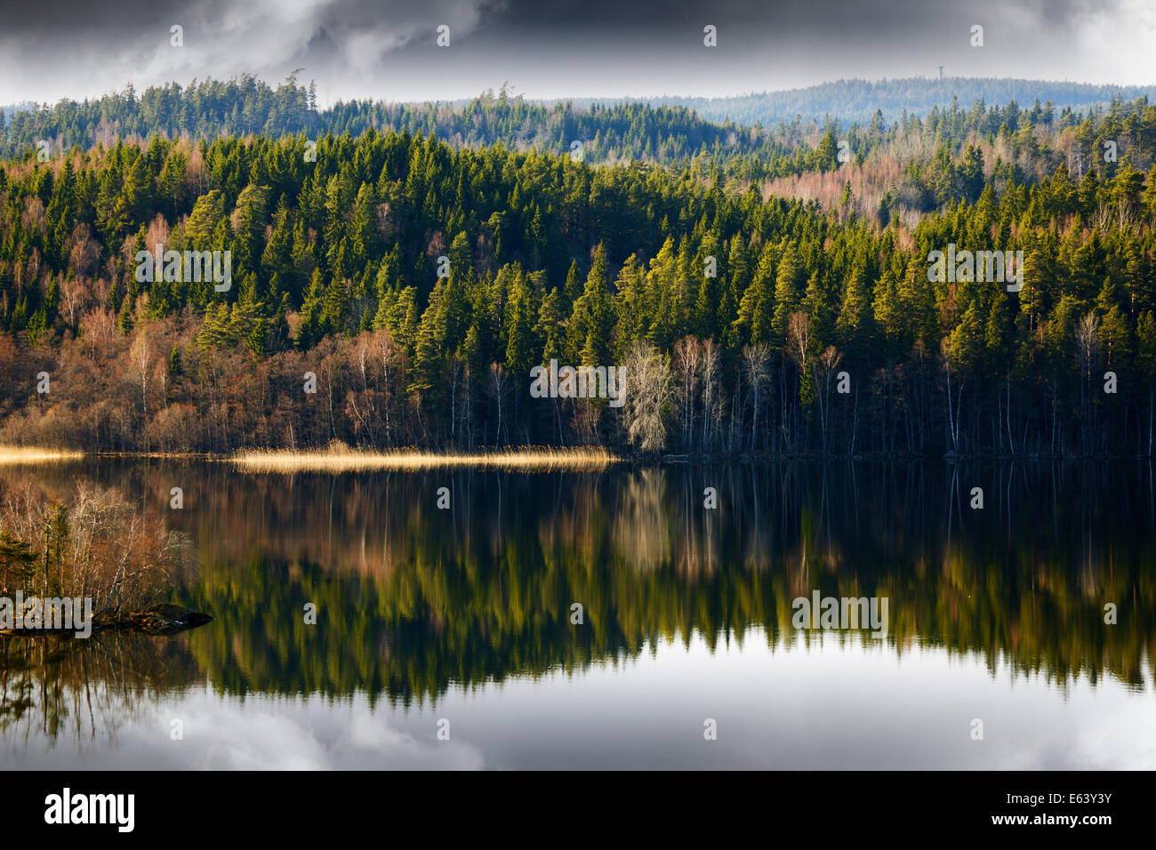 Lac et Forêt, nature paysage de Suède Banque D'Images