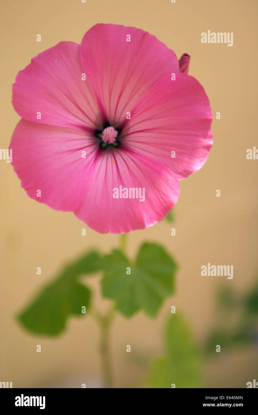 Une fleur mauve rose contre un doux fond jaune.C'est une mauve sauvage.probablement un arbre Mallow. Banque D'Images