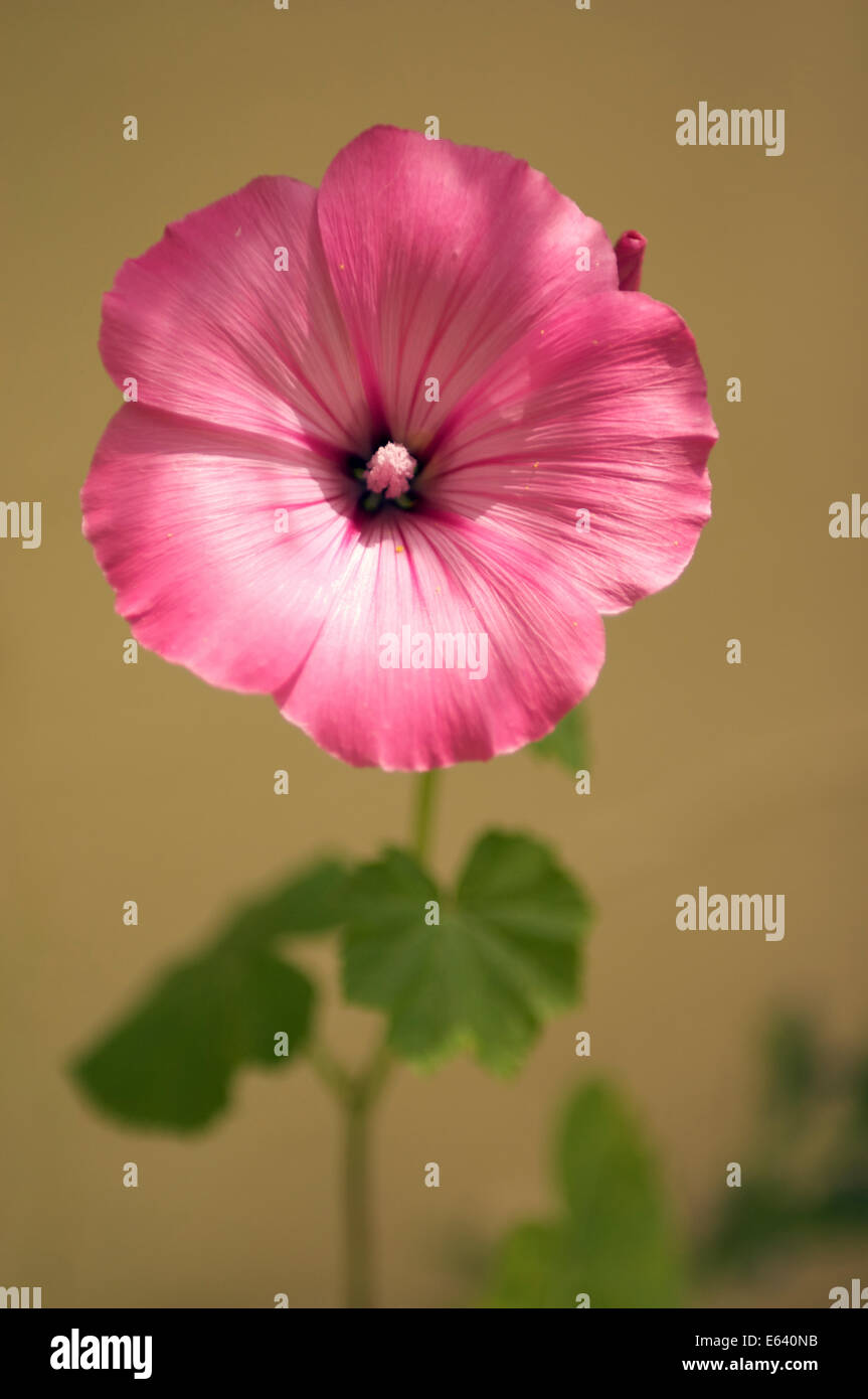 Une fleur mauve rose contre un doux fond jaune.C'est une mauve sauvage.probablement un arbre Mallow. Banque D'Images