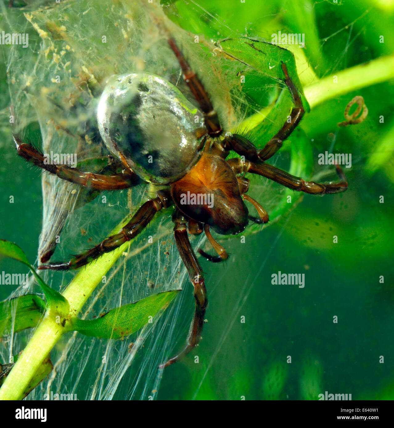 Araignée d'eau ou Scaphandre (Argyroneta aquatica araignée), Allemagne Banque D'Images