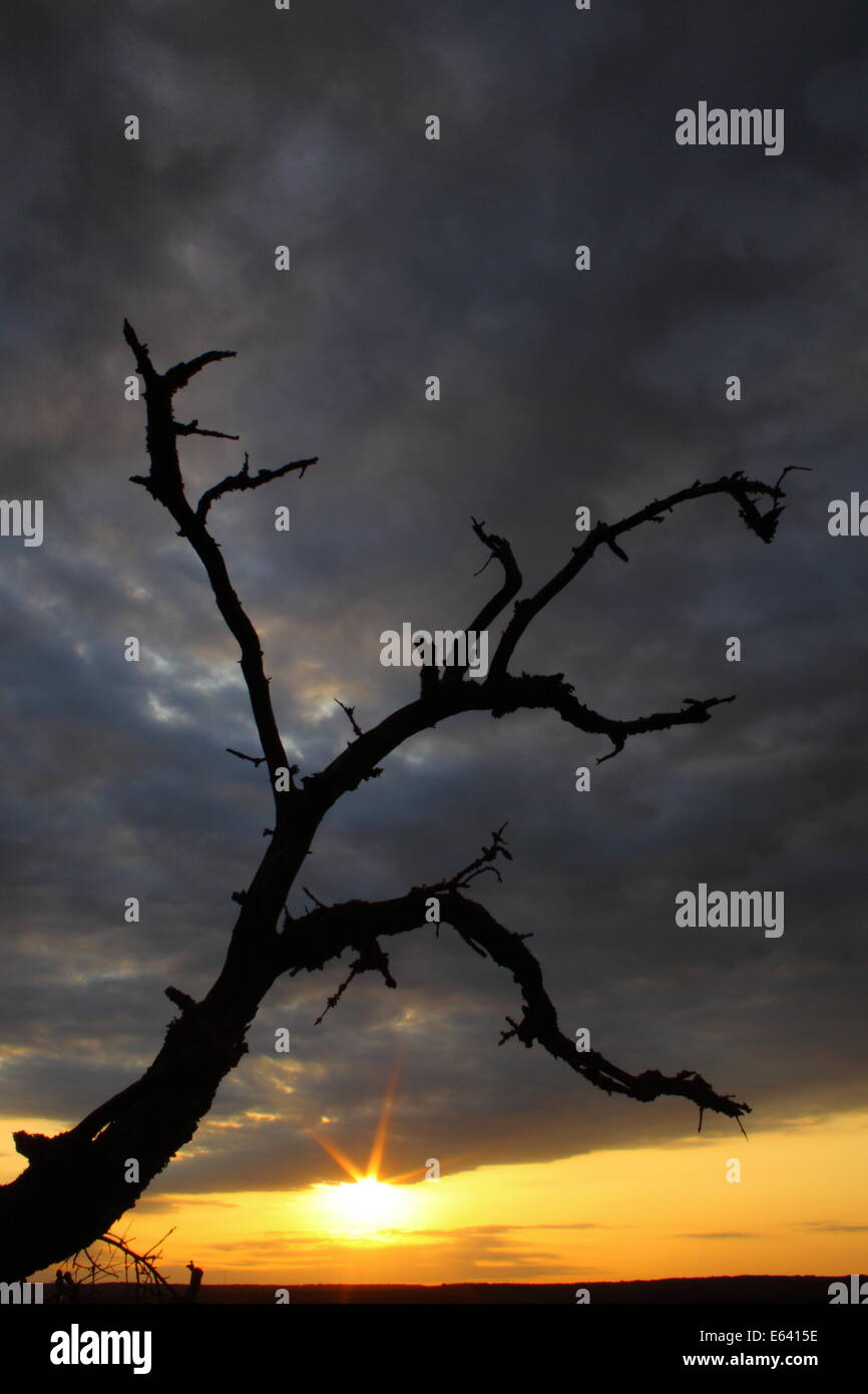 Un vieil arbre noueux devant une tempête au Texas le coucher du soleil. Banque D'Images