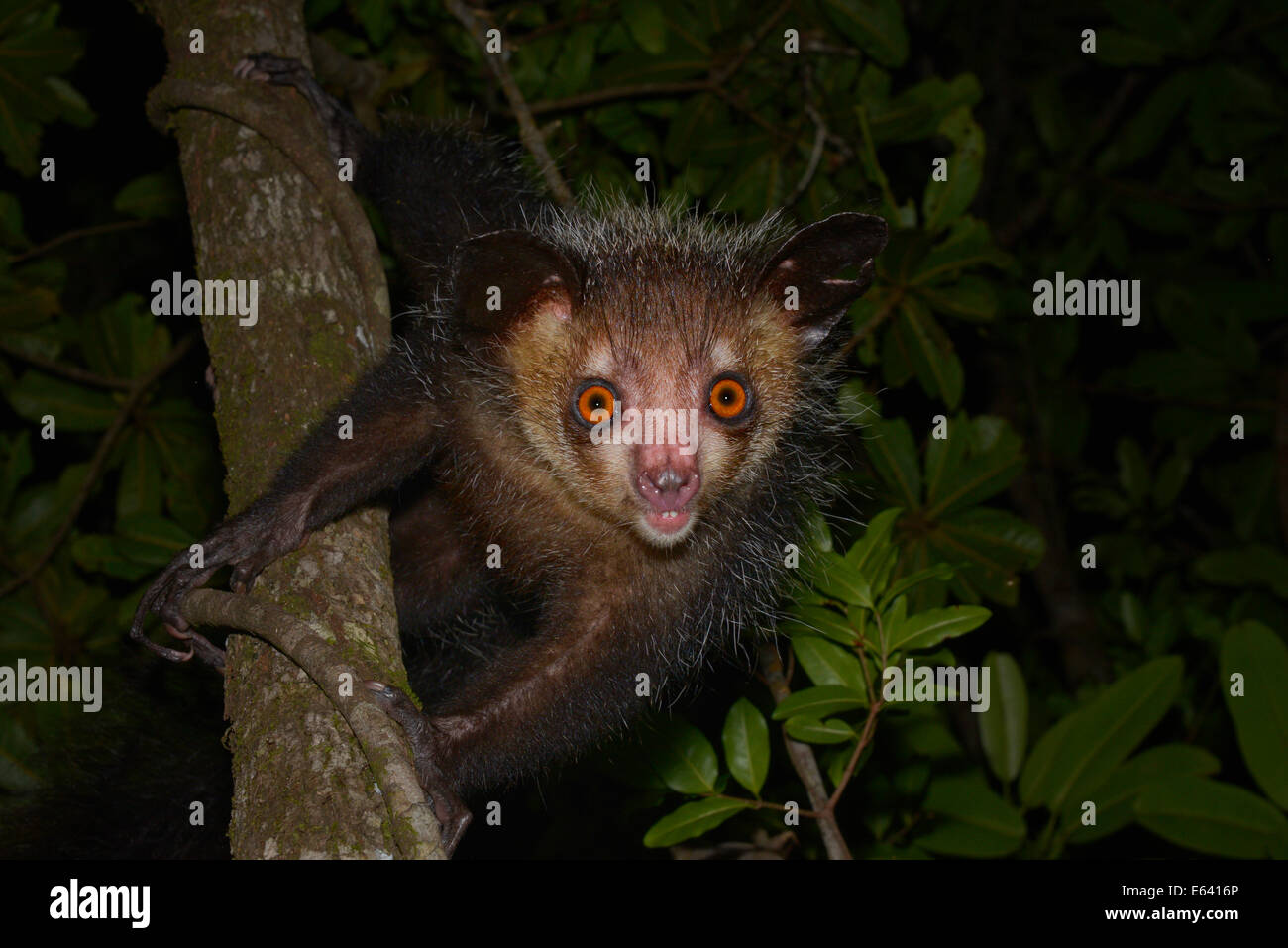Aye-aye (Daubentonia madagascariensis), de l'Ouest, Madagascar Masoala Banque D'Images