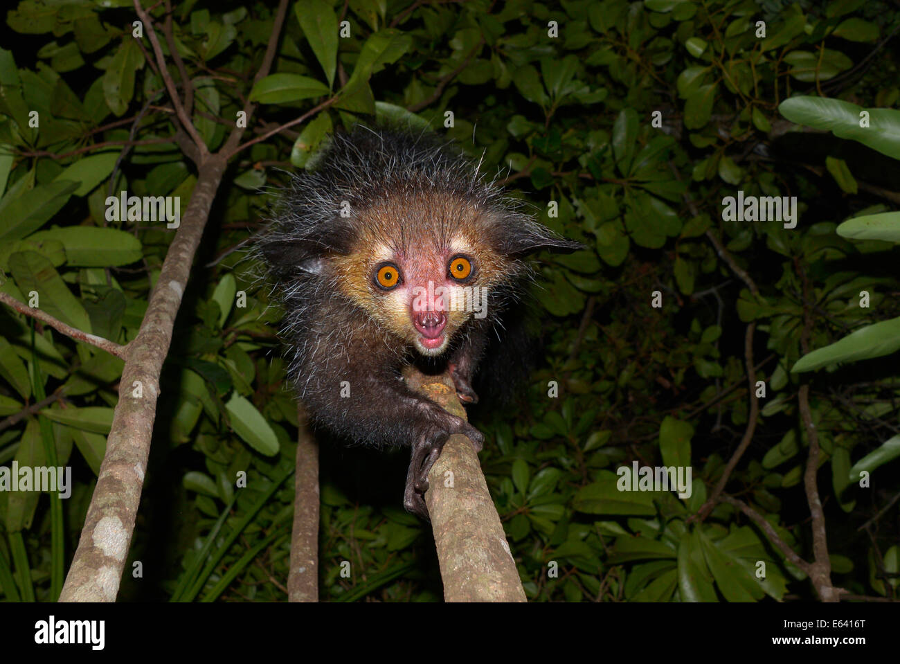 Aye-aye (Daubentonia madagascariensis), de l'Ouest, Madagascar Masoala Banque D'Images