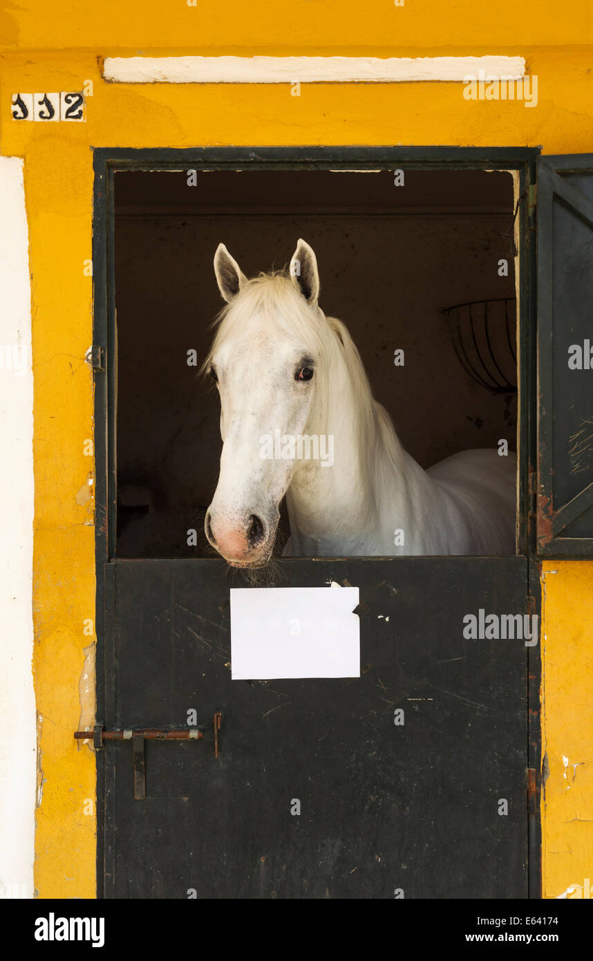 Dans son étalon fort bloquer en cours la Feria del Caballo Foire Aux Chevaux, Jerez de la Frontera, Cadiz Province, Andalusia, Spain Banque D'Images