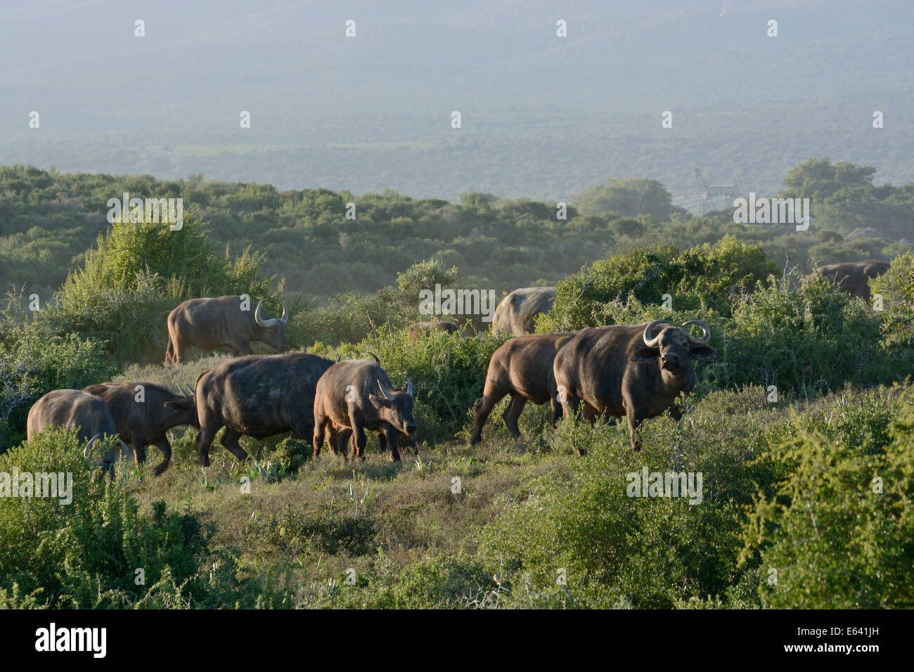 Le cap des buffles (syncerus caffer), l'Addo Elephant National Park, Eastern Cape, Afrique du Sud Banque D'Images