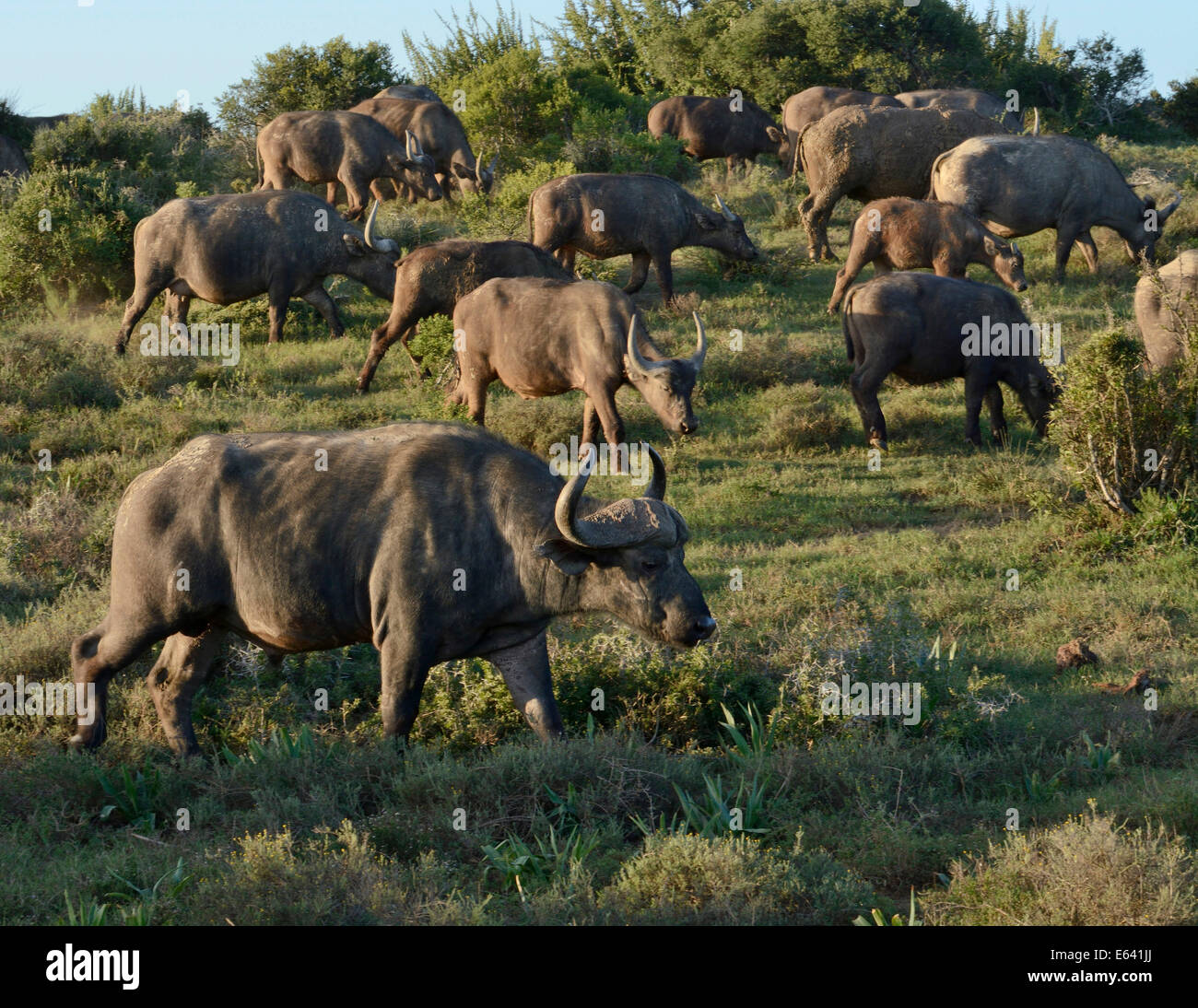 Le cap des buffles (syncerus caffer), l'Addo Elephant National Park, Eastern Cape, Afrique du Sud Banque D'Images