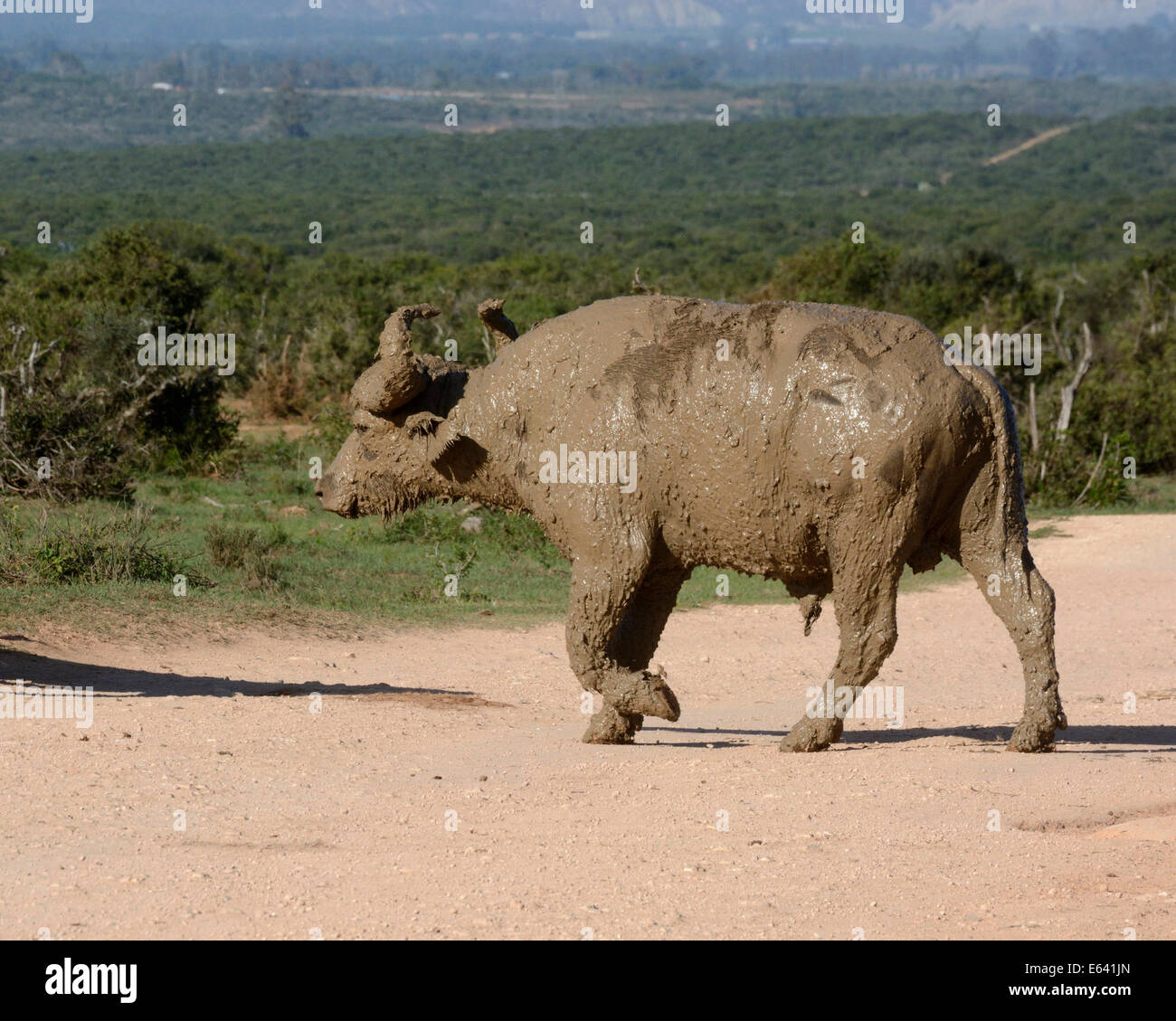 Buffle (Syncerus caffer), après un bain de boue, l'Addo Elephant National Park, Eastern Cape, Afrique du Sud Banque D'Images