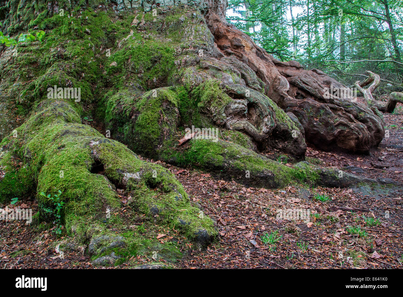 Vieux chêne pédonculé ou chêne pédonculé (Quercus robur), détail, Urwald Sababurg, forêt vierge, Hesse du Nord, Hesse, Allemagne Banque D'Images