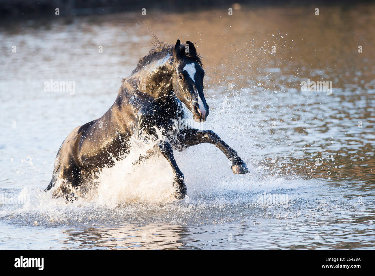 Chevaux Marwari. Black Stallion galoper dans l'eau. L'Inde Banque D'Images