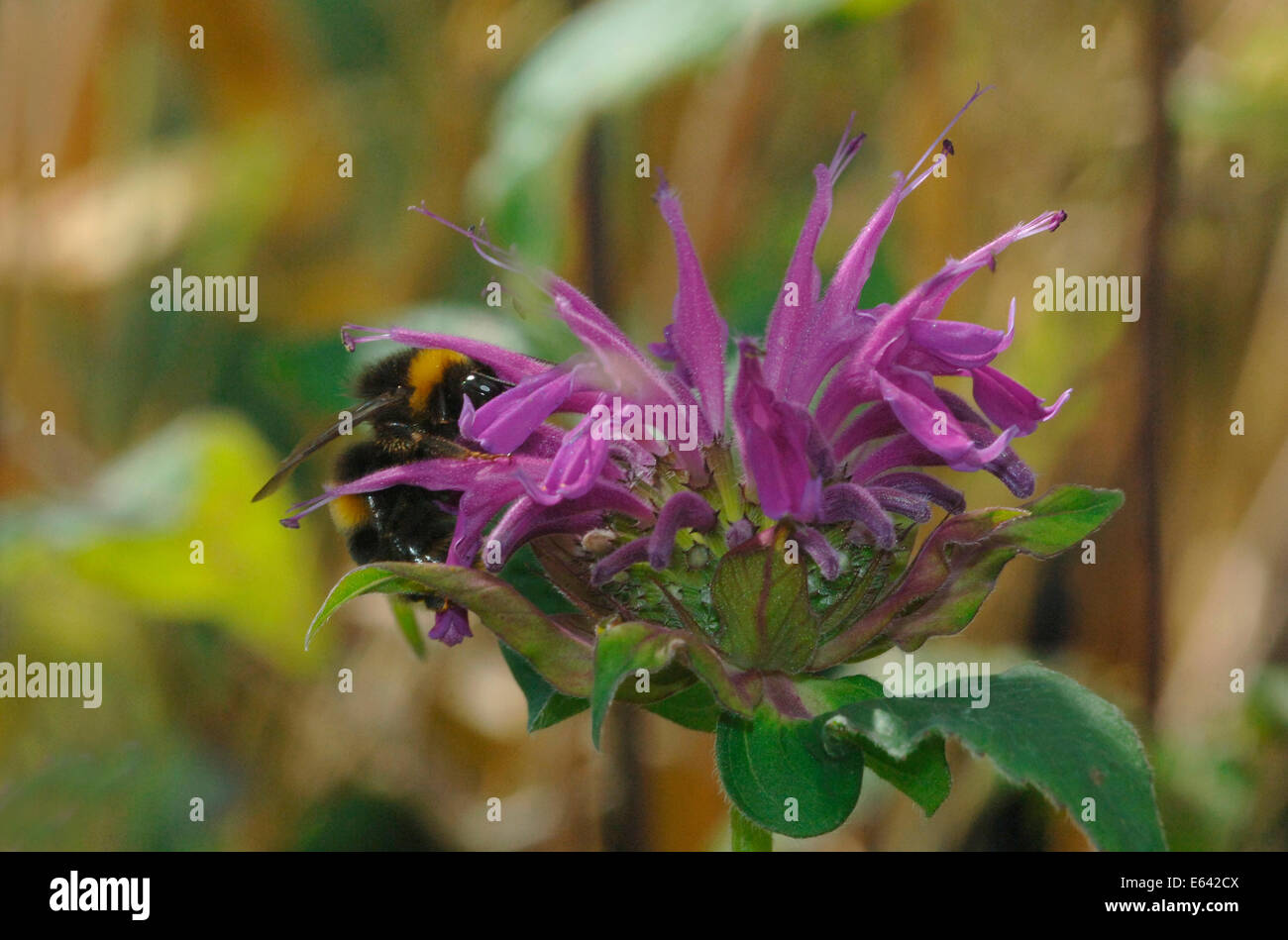Un Buff-Tailed,Bourdon sur une fleur pourpre. Banque D'Images