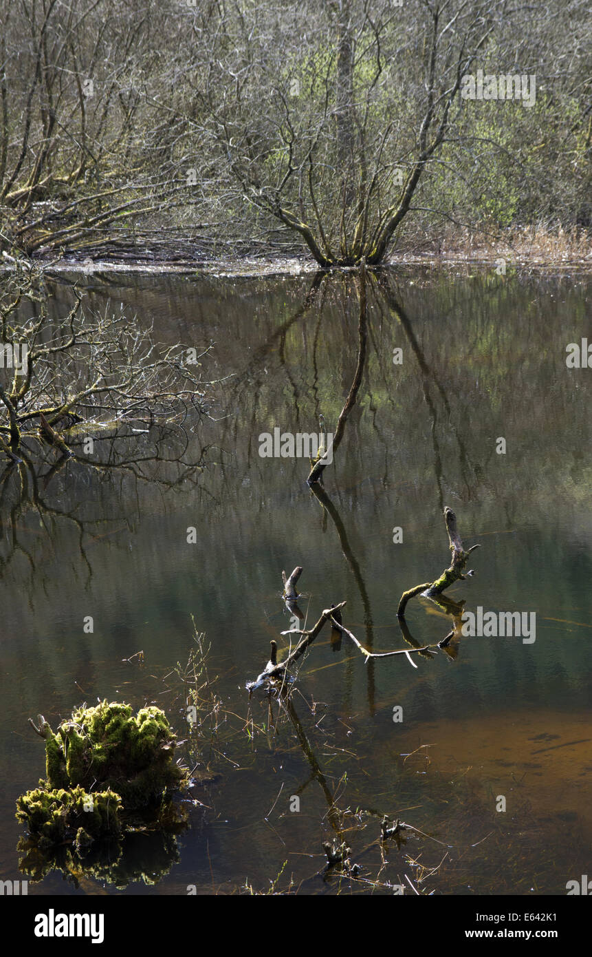 Rhiwargor, près du lac Vyrnwy, Montgomeryshire, Powys, Wales Banque D'Images