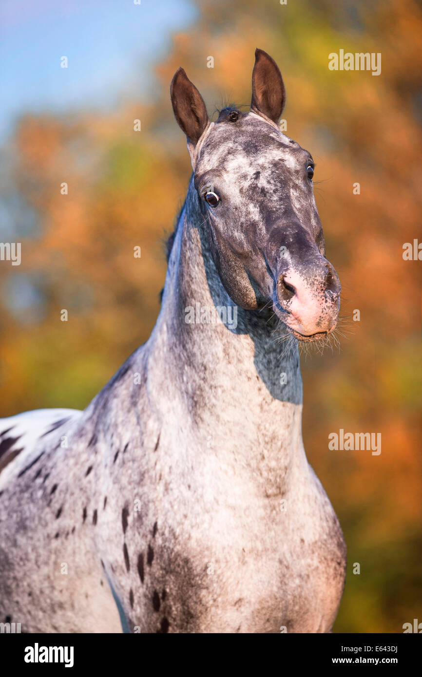 Cheval Knabstrup. Portrait d'un étalon avec la peau marbrée autour de la bouche. L'Autriche Banque D'Images