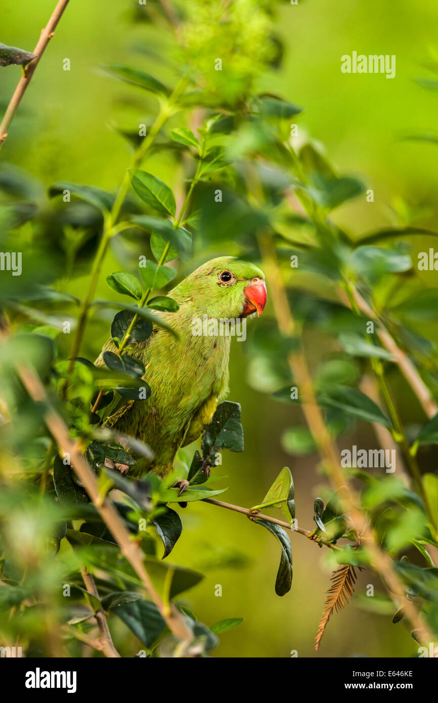 Israël, femme Rose Perruche à collier (Psittacula krameri), AKA la Perruche Fuligules Ã collier dans un arbre. Banque D'Images