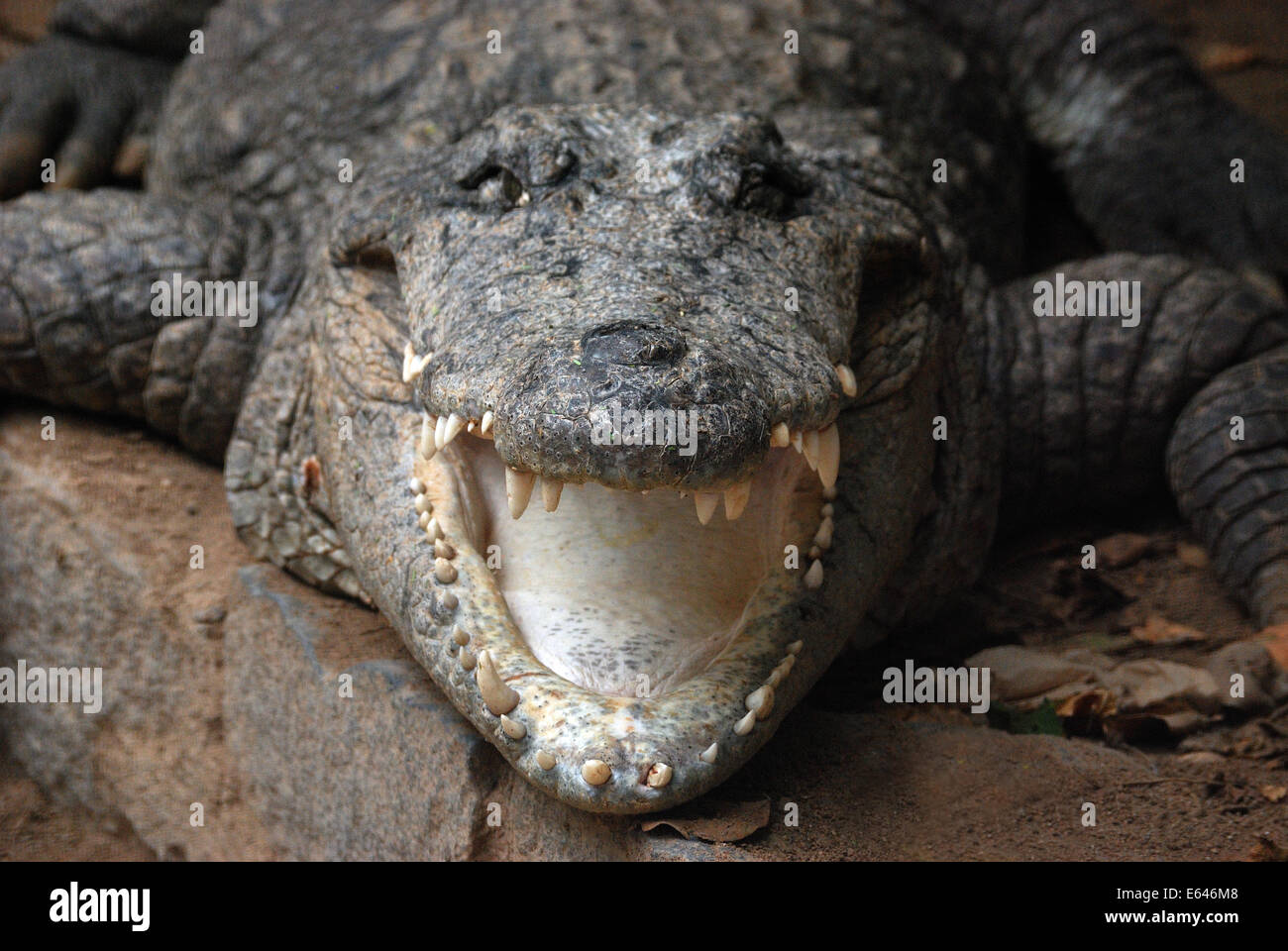 Close up of crocodile mouth, Inde Banque D'Images