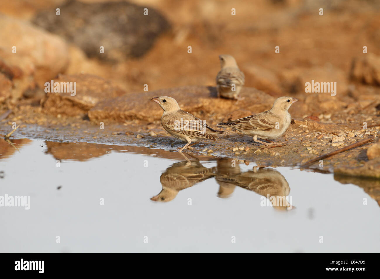 Pale rockfinch ou pâle (Carpospiza brachydactyla rock Sparrow) est un petit sparrow trouvés au Moyen-Orient et en Asie centrale. Banque D'Images