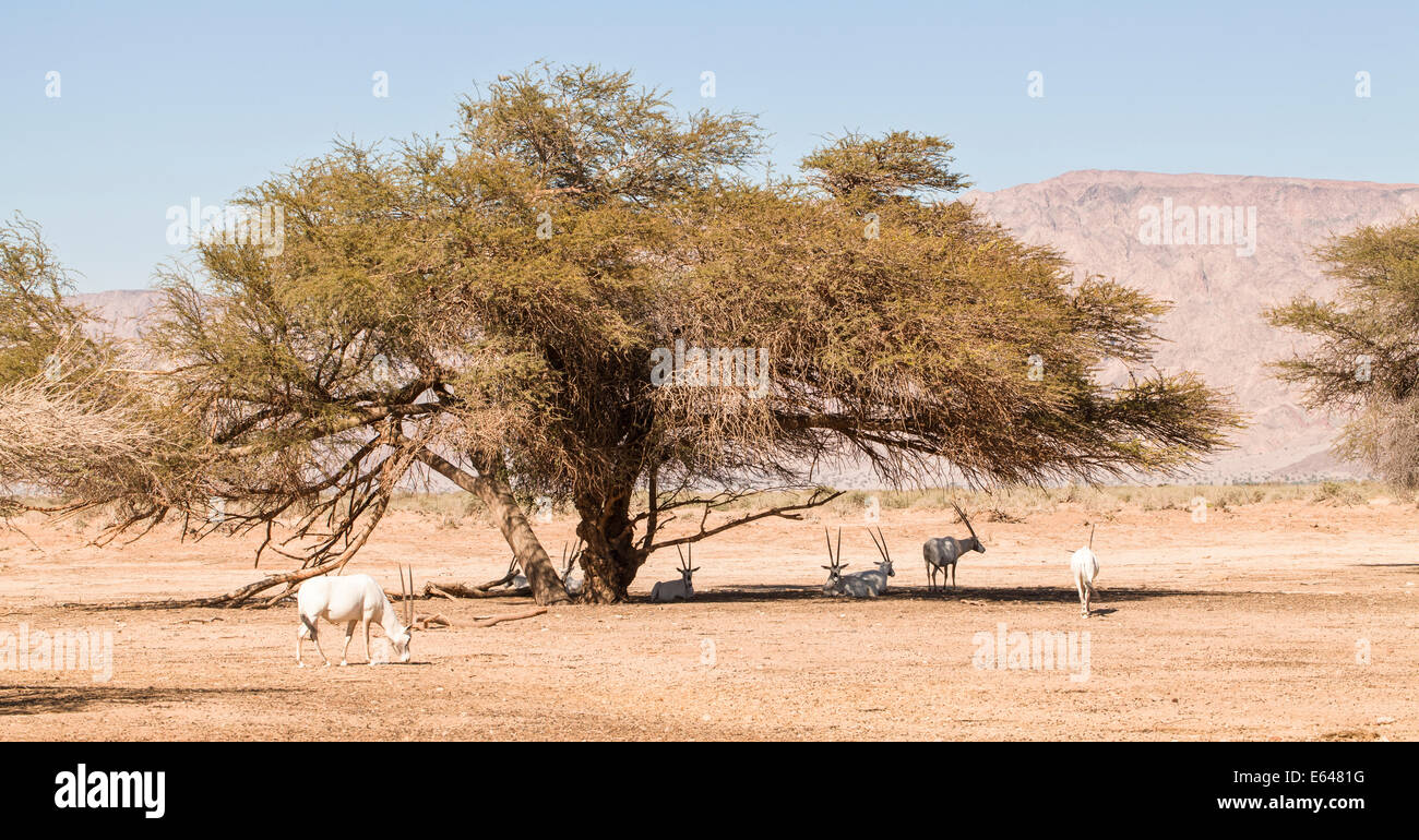 Un oryx d'arabie (Oryx leucoryx). L'oryx est une grande antilope blanche, presque totalement disparu à l'état sauvage plusieurs groupes ha Banque D'Images