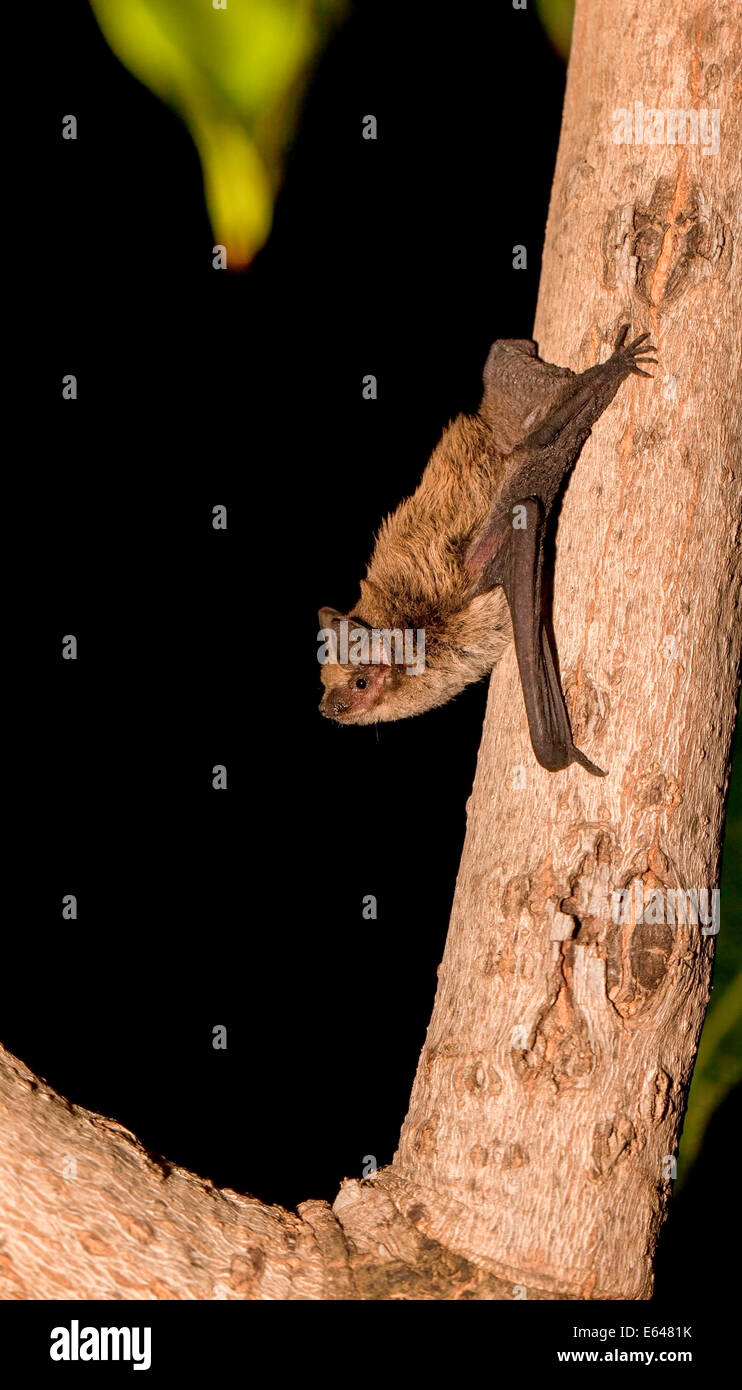 Pipistrelle de Kuhl (Pipistrellus kuhlii), Banque D'Images