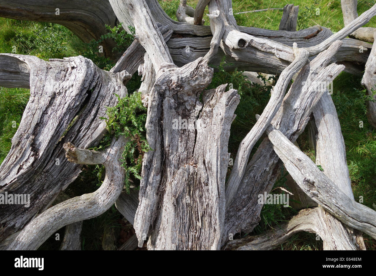 Modèle bois fendu sec dead tree trunk Uk Banque D'Images