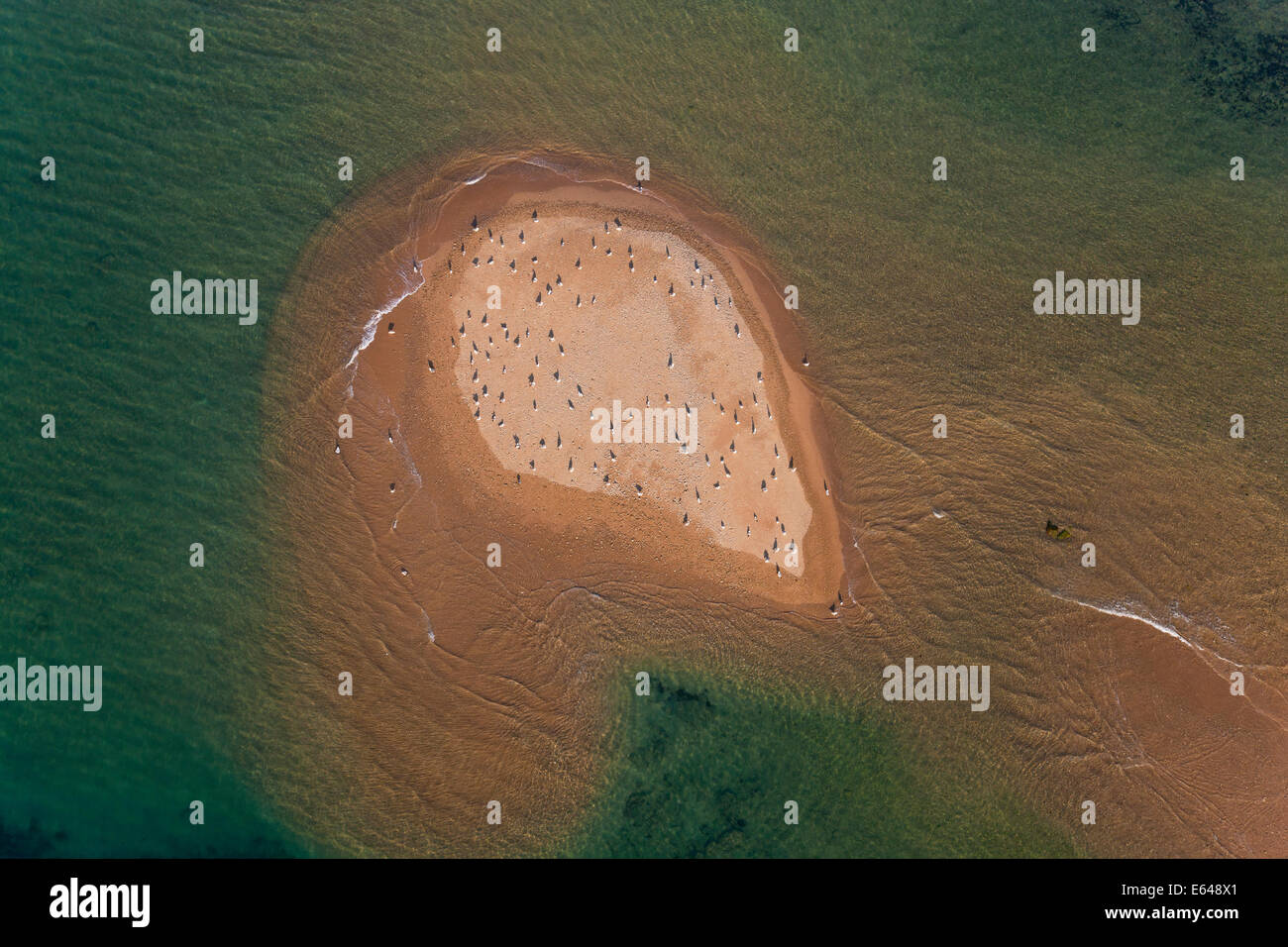 Vue aérienne d'oiseaux sur l'île de sable de la province de Huelva, Espagne Banque D'Images
