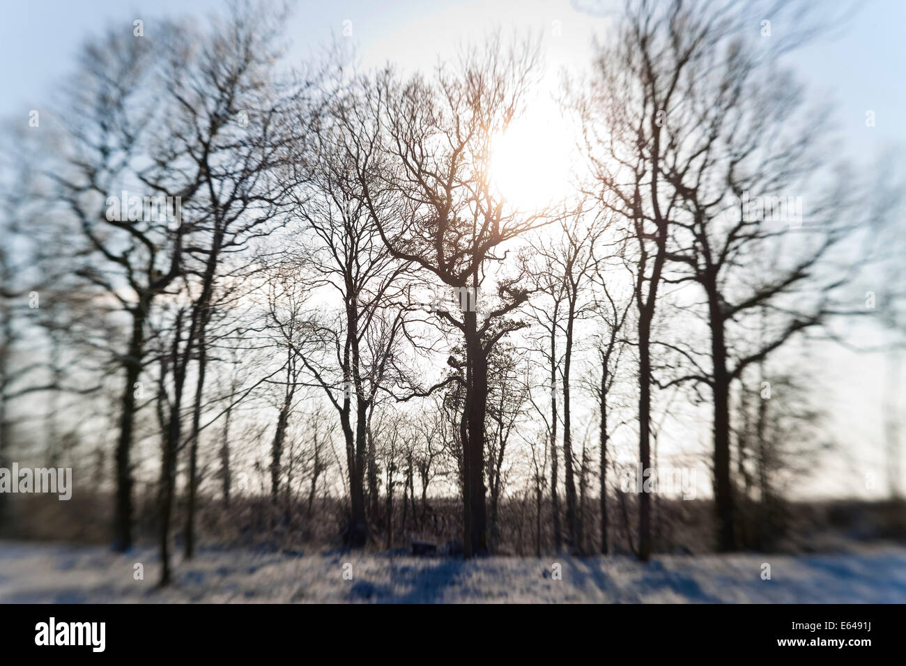 Arbres couverts de neige, nr Chipping Sodbury, South Gloucestershire, Royaume-Uni Banque D'Images