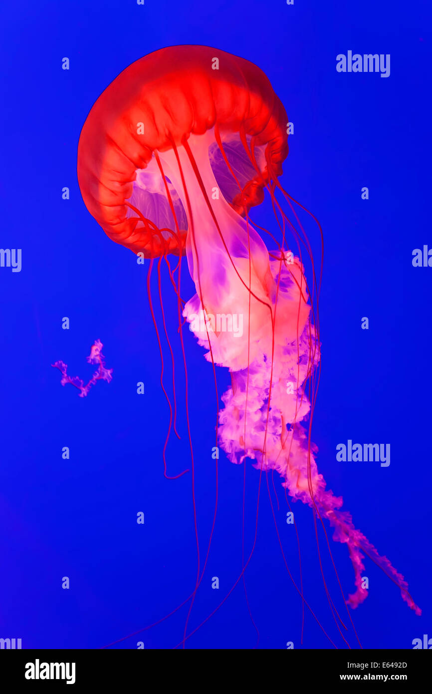 Pacific Sea Nettle Jellyfish, Aquarium de Shanghai, Shanghai, Chine Banque D'Images